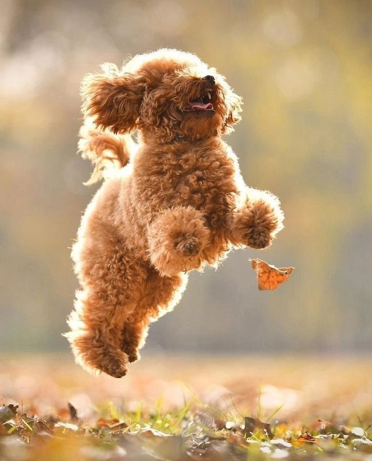 Dog 1